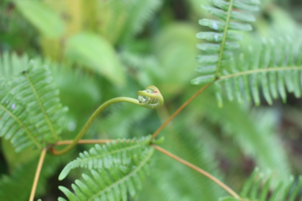 Dicranopteris linearis (Burm.f.) Underw.